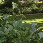 FIETSEN IN EIGEN ‘GROENE’ TUINDORPEN!