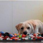 Hulphonden en diverse doppen!